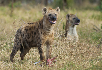 Naklejka premium Hyena South Africa