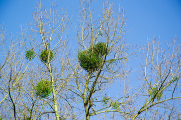 Parasitic European mistletoe or common mistletoe Viscum album on a tree branch