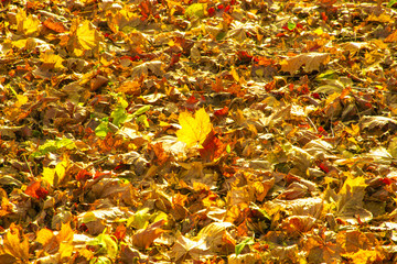 Red and Orange Autumn Leaves Background