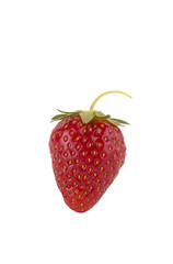 Strawberry on white background