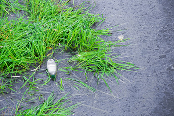 Illegal Dumped household rubbish floating on water of lake, pond or river, contaminating, poisoning environment.
