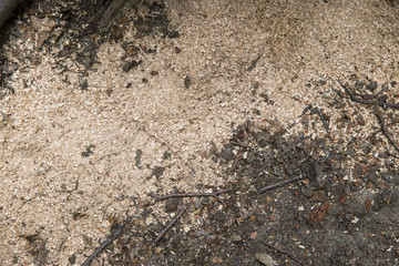 Erde, Laub und Äste auf einem Waldboden, Platz für Text/Typo