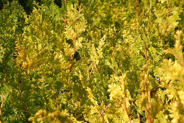 Thuja trees close-up. Autumn natural background