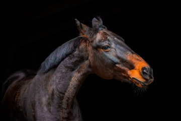 Obraz na płótnie Canvas portraits of horses on a black background without ammunition