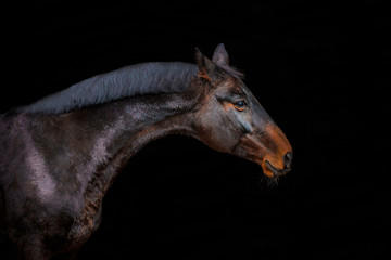 portraits of horses on a black background without ammunition