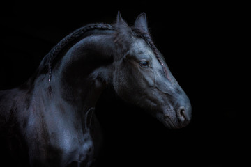 Obraz na płótnie Canvas portraits of horses on a black background without ammunition