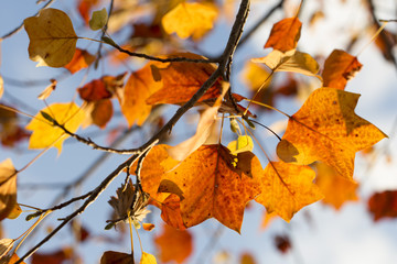 Orange autumn leaves fall landscape