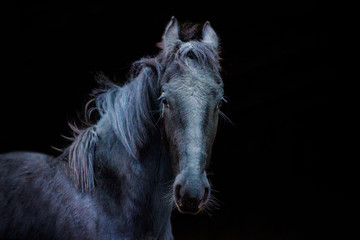 portraits of horses on a black background without ammunition