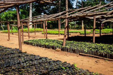 Tree planting Uganda, this is a plantation where many seedlings are grown with wooden racks to protect them against rain and sun
