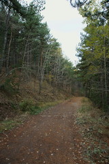 Empty forest road in autumn season