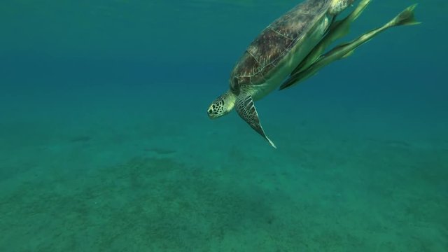 Young female Green Sea Turtle (Chelonia mydas) with Remora fish (Echeneis naucrates) floats to surface of water, breathes and dives to the bottom, Red sea, Marsa Alam, Abu Dabab, Egypt
