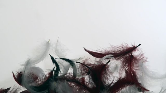 schwereloses Anh&auml;ufen und Abfedern von Daunenfedern