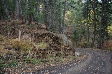 Empty forest road in autumn season