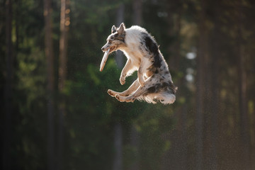 Dog border collie jumping for a toy, disk