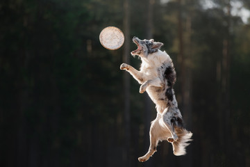 Dog border collie jumping for a toy, disk