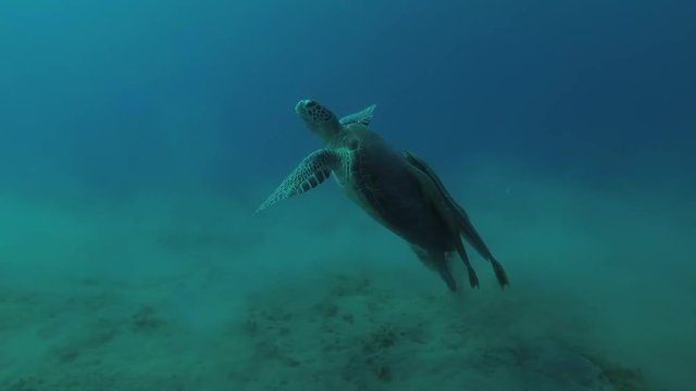 Young female Green Sea Turtle (Chelonia mydas) with Remora fish (Echeneis naucrates) floats to surface of water, breathes and dives to the bottom, Red sea, Marsa Alam, Abu Dabab, Egypt
