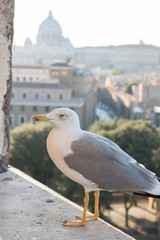 Seagull and Rome Italy cityscape