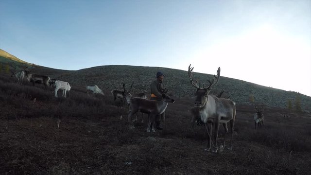 reindeer in a nature of Northern Mongolia