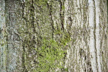 Macro einer Baumrinde eines Baumes im Wald