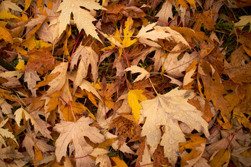 autumn leaves on the ground
