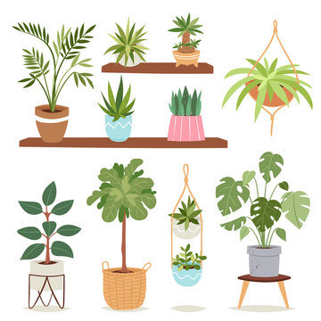 House indoor plants and nature flowers interior decoration houseplant natural tree flowerpot vector illustration.