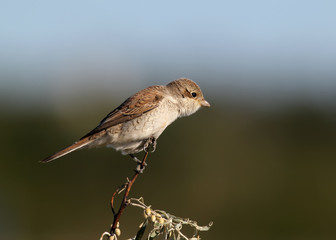 Close up photo of female red backed shrike on the branch isolated on blurry brown background