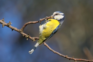 Obraz premium The blue tit sport is pulled on the crossbar. Funny photo of blue tit
