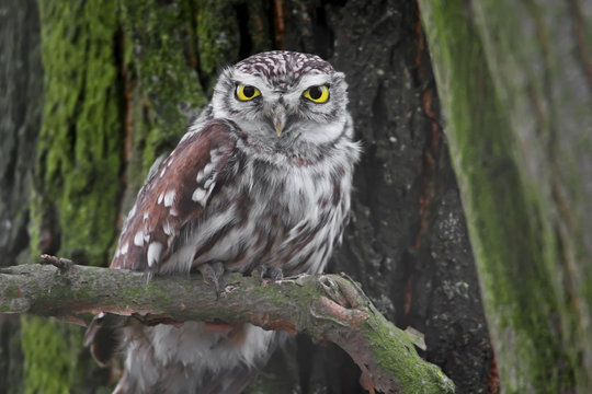 Very close up winter photo of female little owl ot the tree.