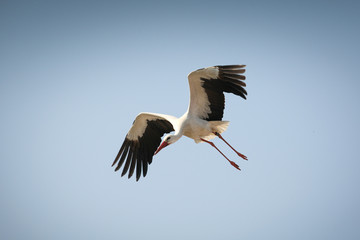 Fliegender Weißstorch