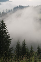 nebel steigt aus nadelwald