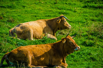 Vacas tumbadas en el prado