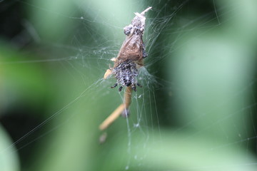 araña