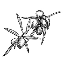 A branch of ripe olives is juicy poured with oil. Farmers market menu design. Organic food poster. Vintage hand drawn sketch vector illustration. Linear graphic.