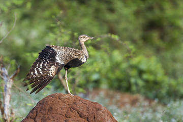 Red crested Bustard in Kruger National park, South Africa