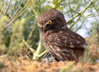  Adult little owl sits on the ground near nest and watching a prey