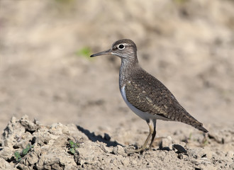 A classical portrait of a green sandpiper (Tringa ochropus)