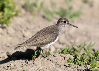 A classical portrait of a green sandpiper (Tringa ochropus)