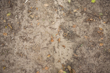 Erde, Laub und Äste auf einem Waldboden, Platz für Text/Typo