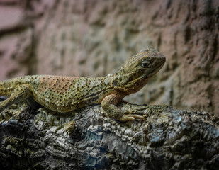 The lizard on a branch in zoological garden