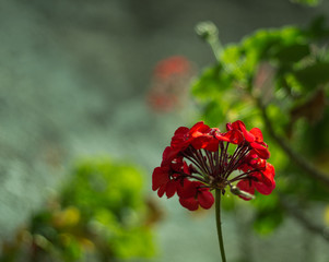 Flores rojas