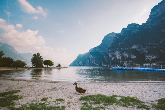 An adult duck walks on the ground near the pond. Italy Lago di Garda in summer