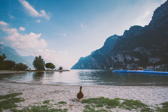 An adult duck walks on the ground near the pond. Italy Lago di Garda in summer