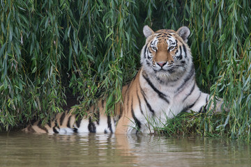 Plakat Siberian Tiger (Panthera tigris altaica)/Amur Tiger cooling off in thick green foliage at the edge of a river