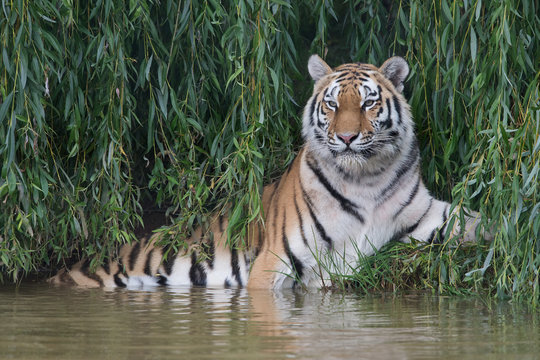 Siberian Tiger (Panthera tigris altaica)/Amur Tiger cooling off in thick green foliage at the edge of a river