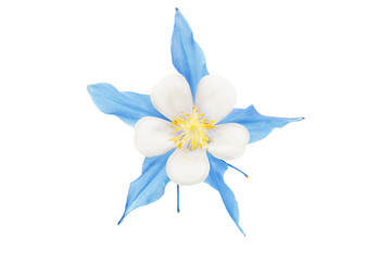 aquilegia flower isolated