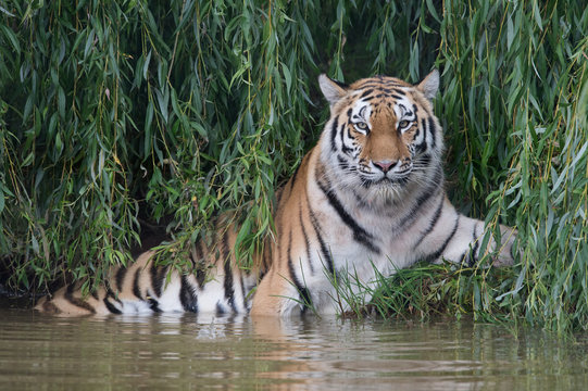 Siberian Tiger (Panthera tigris altaica)/Amur Tiger cooling off in thick green foliage at the edge of a river