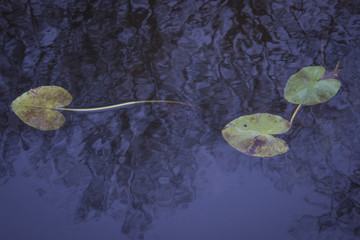 A photo of a pattern of lily pad floating.