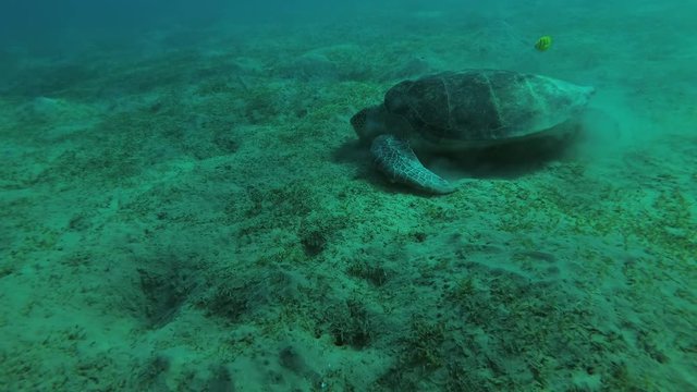 Melanism - Big male Black Sea Turtle (Chelonia mydas) eats the sea grass on a sandy bottom, Red sea, Marsa Alam, Abu Dabab, Egypt
