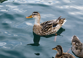 duck