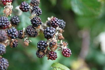 Last blackberries of the crop